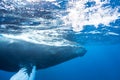 Humpback Whale Swims in Caribbean Sea Royalty Free Stock Photo