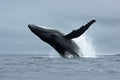 humpback whale, megaptera novaeangliae, Tonga, Vava`u island Royalty Free Stock Photo