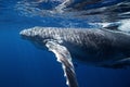 humpback whale, megaptera novaeangliae, Tonga, Vava`u island Royalty Free Stock Photo