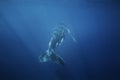 Humpback whale, megaptera novaeangliae, Tonga, Vava`u island Royalty Free Stock Photo