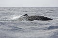 Humpback whale, megaptera novaeangliae, Tonga, Vava`u island Royalty Free Stock Photo