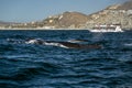 Humpback whale mother and calf in cabo san lucas