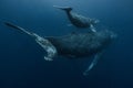 Humpback Whale mother and calf in Okinawa