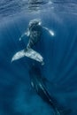 Humpback Whale mother and calf in Okinawa