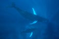 Humpback Whale Mother and Calf Royalty Free Stock Photo