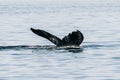 Humpback whale in motion, in its natural habitat Royalty Free Stock Photo