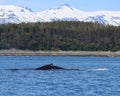 Humpback whale with mountains Royalty Free Stock Photo