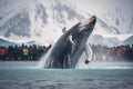 Humpback whale in the ocean, Antarctic Peninsula, Antarctica, A Humpback Whale takes a dive while tourists capture the event - Royalty Free Stock Photo