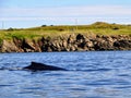 Humpback whale off the coast of Bonavista, Newfoundland and Labrador. Spectators park their cars off the shore to watch