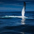 Hi from a Humpback Whale