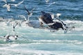 Humpback whale open mouth feeding with gulls Royalty Free Stock Photo