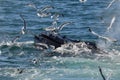 Humpback whale open mouth feeding with gulls Royalty Free Stock Photo