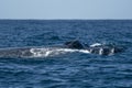 Humpback whale in pacific ocean Royalty Free Stock Photo