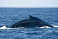Humpback whale in pacific ocean Royalty Free Stock Photo