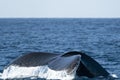 Humpback whale in pacific ocean Royalty Free Stock Photo