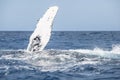 Humpback Whale Pectoral Fin