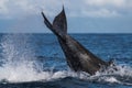 Humpback whale peduncle throw