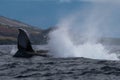 Humpback whale peduncle throw