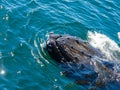 A Humpback Whale pokes its head out of the water showing barnacles growing on the skin during a whale watching trip