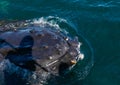 A Humpback Whale pokes its head out of the water showing barnacles growing on the skin during a whale watching trip