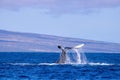 Humpback Whale Tail in Maui Hawaii Ocean Royalty Free Stock Photo