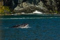 Humpback whale in Prince William Sound in Alaska Royalty Free Stock Photo