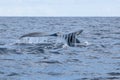 Humpback Whale Raises Fluke Out of Ocean Royalty Free Stock Photo