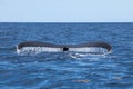 Humpback Whale Raises Huge Fluke Out of Ocean Royalty Free Stock Photo