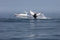 Humpback Whale Raises Its Fluke in the North Atlantic Ocean Royalty Free Stock Photo