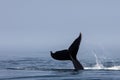 Humpback Whale Raising its Huge Fluke off Cape Cod Royalty Free Stock Photo