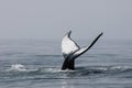 Humpback Whale Raising its Huge Tail off Cape Cod Royalty Free Stock Photo