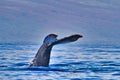 Humpback whale raising it`s tail above the ocean on Maui at dusk. Royalty Free Stock Photo