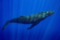 humpback whale resting at dawn in french polynesia deep waters