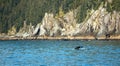 Humpback whale in Resurrection Bay in Kenai Fjords National Park in Seward Alaska USA Royalty Free Stock Photo