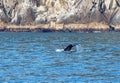 Humpback whale in Resurrection Bay in Kenai Fjords National Park in Seward Alaska USA Royalty Free Stock Photo