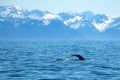 Humpback whale in Resurrection Bay in Kenai Fjords National Park in Seward Alaska USA Royalty Free Stock Photo