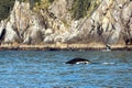 Humpback whale in Resurrection Bay in Kenai Fjords National Park in Seward Alaska USA Royalty Free Stock Photo
