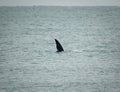 whale tail on the ocean in brazil Royalty Free Stock Photo