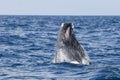 Humpback Whale Rising Out of the Ocean Royalty Free Stock Photo