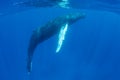 Humpback Whale Rising to the Surface of the Ocean Royalty Free Stock Photo