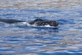 Humpback whale rostrum and splashguard above water