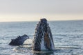Humpback whale's nose surfacing Royalty Free Stock Photo
