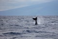 Humpback whale`s tail fin Megaptera novaeangliae off the coast of Maui, Hawaii. Royalty Free Stock Photo