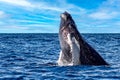 Humpback whale on the sea surface of the Gulf of California that joins the Sea of Cortes with the Pacific Ocean at Cabo San Lucas