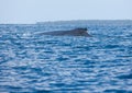 A humpback whale in the sea in Tonga Royalty Free Stock Photo