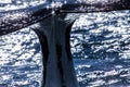 Humpback whale shortly before diving Royalty Free Stock Photo