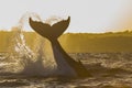 Humpback whale silhouette tail slap forming a heart shaped water trail at sunset, Sydney, Australia Royalty Free Stock Photo