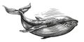 Humpback whale, sketch engraving style. Hand drawn illustration. Underwater animal isolated Royalty Free Stock Photo