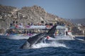 Humpback whale slapping tail in cabo san lucas