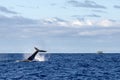 Humpback whale slapping tail in Moorea French Polynesia Royalty Free Stock Photo